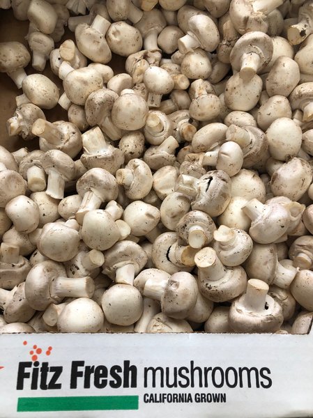 Buy Now Mushroom Shampinion 