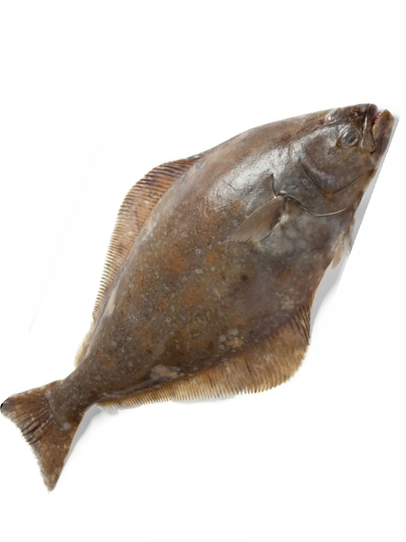 Buy Now Halibut 