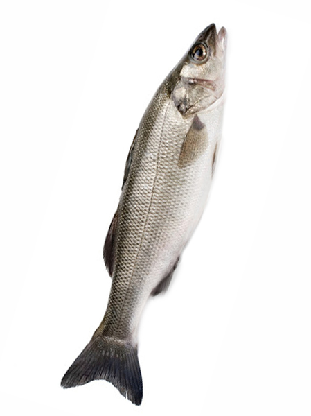 Buy Now Branzino 