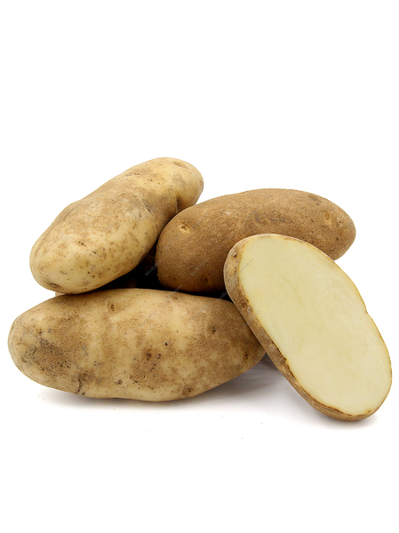 Buy Now Potato Russet