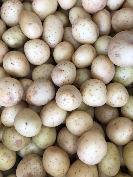 Buy Now Potato white 