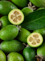 Feijoa 